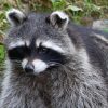 Ohio Raccoon Removal