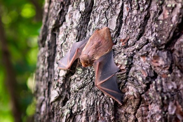 Ohio Bat Removal