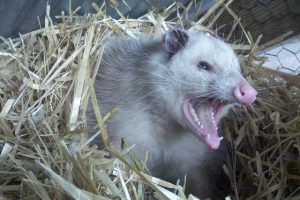 Ohio Opossum Removal