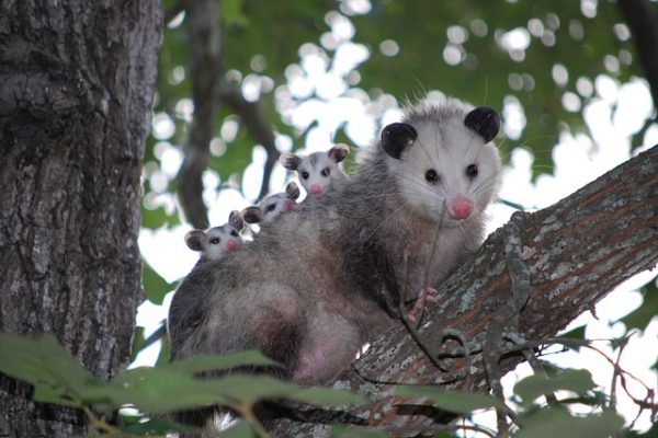 Ohio Opossum Removal
