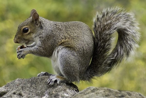Ohio Squirrel Removal